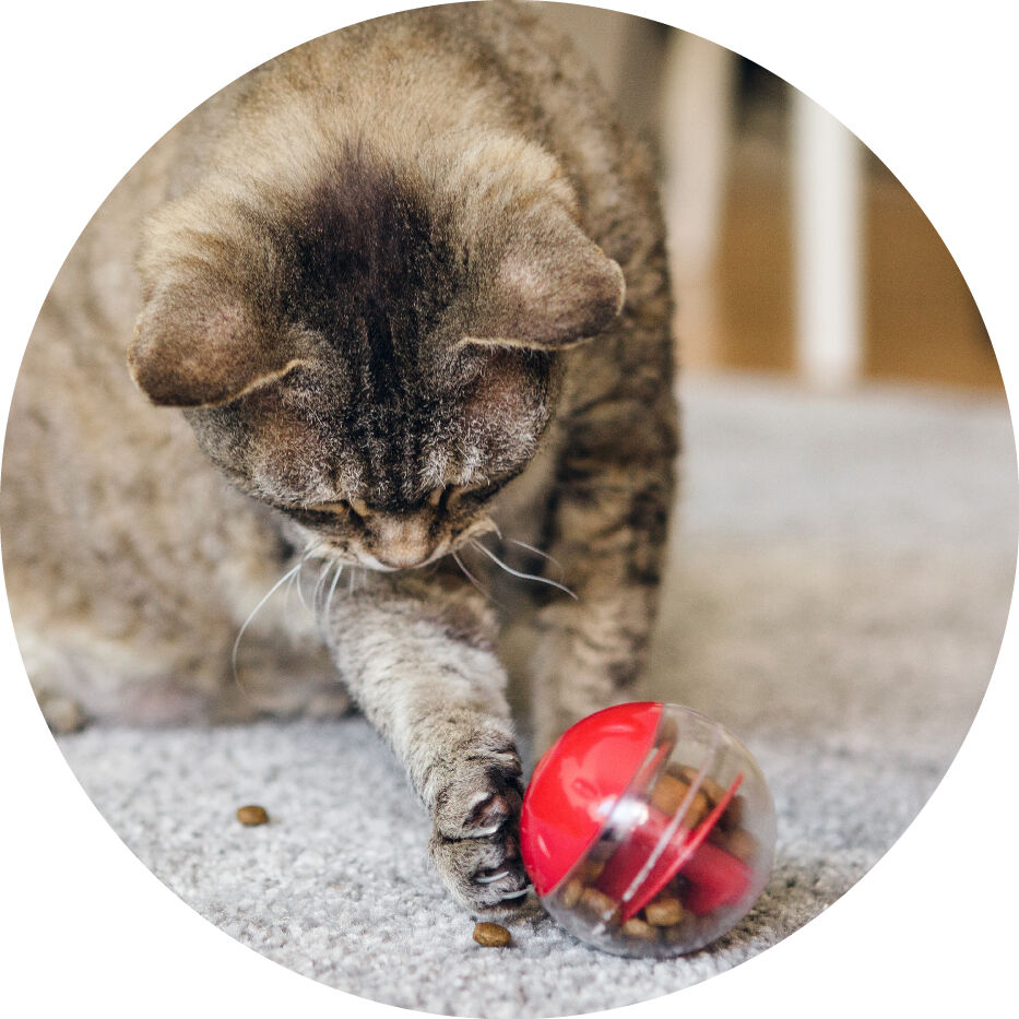 cat playing with interactive toy